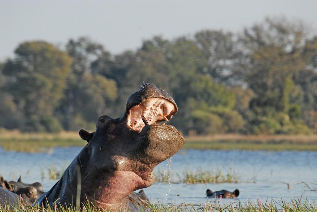 Divava Okavango Resort And Spa Bagani Ngoại thất bức ảnh